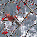 Pine Grosbeak and Mountain Ash