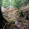 A Walk in the Forest