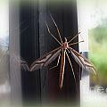 Crane Fly