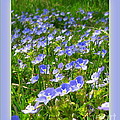 Forget Me Not