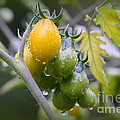 Fruits Of Our Labours