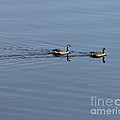 Geese Reflected