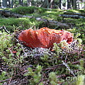 Lobster Mushroom