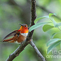 Rufus Hummingbird