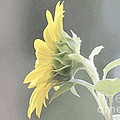 Single Sunflower